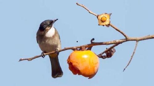 鸟类秘闻在线观看,在线观看探索未知世界 第3张 鸟类秘闻在线观看,在线观看探索未知世界 第3张